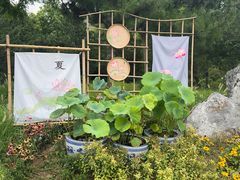 -莲花池公园
