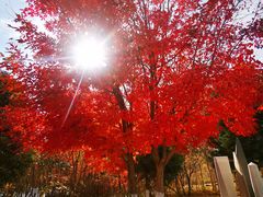 -长春世界雕塑园冰雪艺术天地