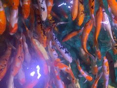 -顺德南宏海立方海洋公园