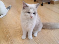 -猫咪派对(江南西店)