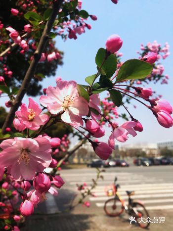 春天的时候，樱花盛开，在上海自然有很多公园可以赏花看