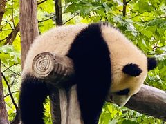 -都江堰中华大熊猫苑