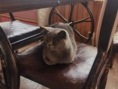 -猫的茶·猫咖