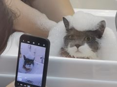 -帕帕拉兹宠物(亚洲旗舰店)