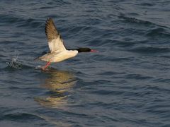 -品味居·首店·大连鲜活海鲜大连菜(东港店)