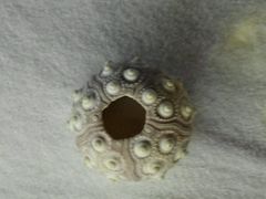 -青岛贝壳博物馆