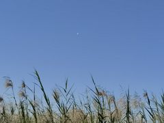 -大湾区中央湿地公园