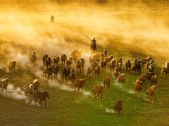 -塞罕坝国家级自然保护区