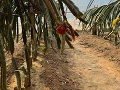 -呀路古热带植物园