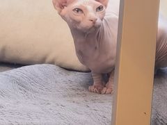 偷看猫cat Bar 图片 开封 大众点评网