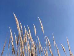 -梁鸿国家湿地公园