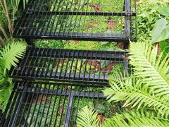 -深圳仙湖植物园