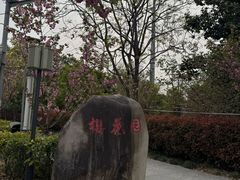 -高东镇樱花园