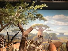 -陕西自然博物馆