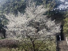 -紫金山天文台