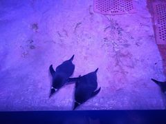 -暹罗海洋世界