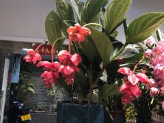 -双季花艺园艺市场(浦东店)