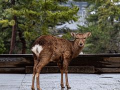 -奈良公园