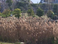 -九龙湖公园