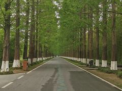 -黄海国家森林公园