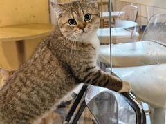 -喵小馆·猫咖狗咖猪咖·饮品店