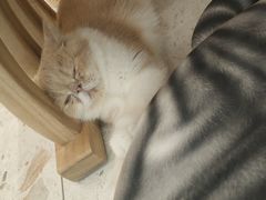 -飞行喵MR PILOT|猫舍·猫咖(静安大融城店)