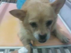 -瑞派福兴宠物医院犬猫全科·骨科·中西医结合(河东店)