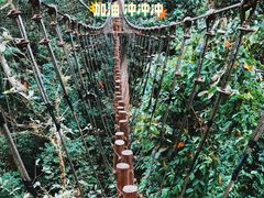 -西双版纳原始森林公园