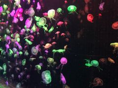 -横琴湾畔餐厅(长隆海洋王国白鲸剧场店)