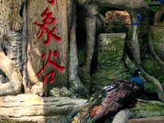 -野象谷景区