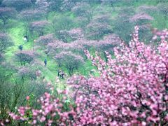 -新建村梅花