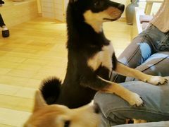 -喜柴咖啡·柴犬狗咖