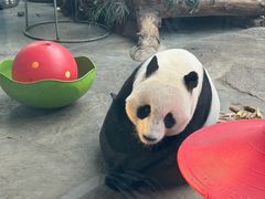 -石家庄市动物园