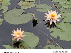 -中国科学院华南植物园
