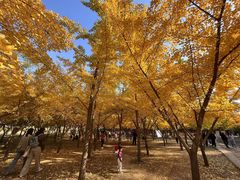 -森林公园(尖草坪区)