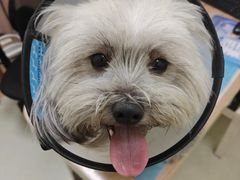 -瑞鹏宠物医院·宠保定点·心脏科·内科(御桥分院)