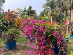 -西双版纳傣族园