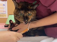 -瑞派康怡24h宠物医院·犬猫医疗中心·微创绝育(瑞景分院)