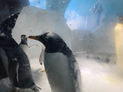 -海合安成都极地海洋公园