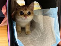 -柚子猫舍·精品猫舍购猫·猫咪认养·购宠·宠物店