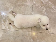-BABYDOG宝贝狗宠物乐园(欧洲城店)