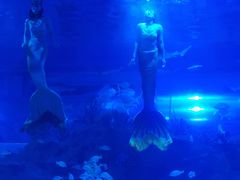 -成都浩海立方海洋公园