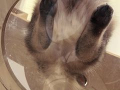-滚猫咖啡·猫咖·猫友好撸猫(未来城店)