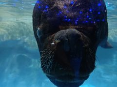 -海合安青岛极地海洋公园