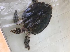 -广东惠东海龟国家级自然保护区