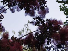 -丰台科技园生态主题公园