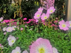 -深圳国际园林花卉博览园