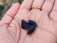 -银沙滩浴场