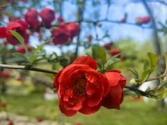 -上海共青森林公园