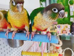 -吉丁鸟咖·异宠·寄养